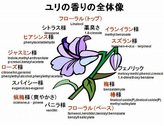 香りの提案 大田花き花の生活研究所 Archive ユリ