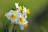 narcissus