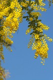 mimosa