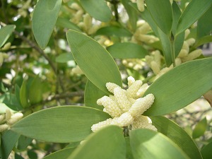 ナギの花 株式会社大田花き花の生活研究所