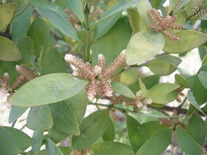 ナギの花 株式会社大田花き花の生活研究所