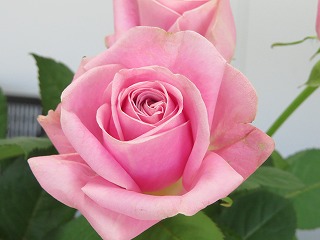 美しい花の画像 エレガントバラ 品種 ピンク