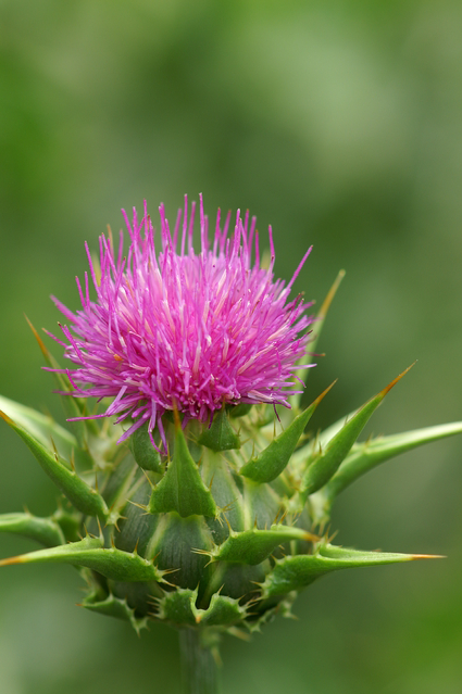 thistle