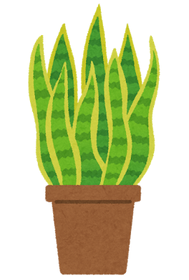 plant_sansevieria