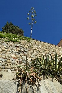 アガベの花 株式会社大田花き花の生活研究所