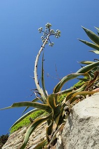 アガベの花 株式会社大田花き花の生活研究所