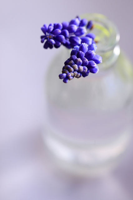 muscari