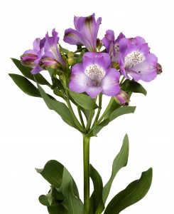 121902-alstroemeria-ardenne