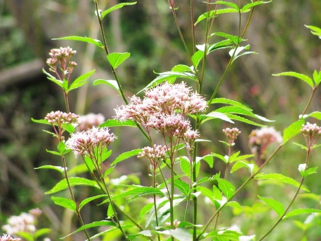 EUPATORIUM