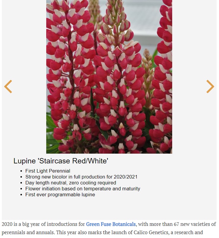 lupine