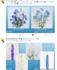 透き通るようなあの青い花はイルカかツバメかオタマジャクシか 株式会社大田花き花の生活研究所