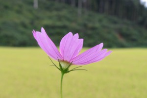 IMG_2450