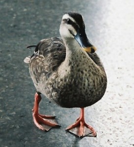 duck