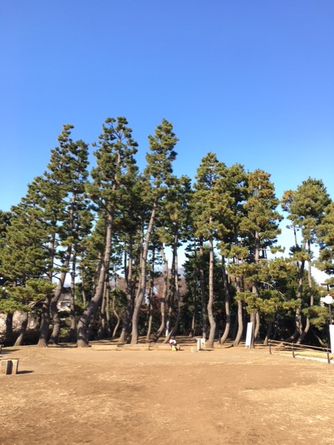 さんぽみち 大田区鵜の木の松山公園 株式会社大田花き花の生活研究所