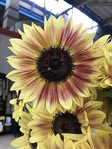 IMG_8095
