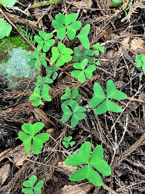 oxalis1