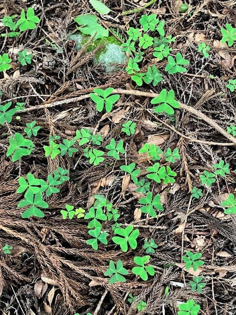 oxalis2