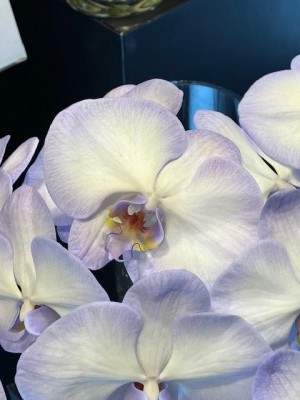 phalaeno1