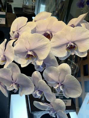 phalaeno9