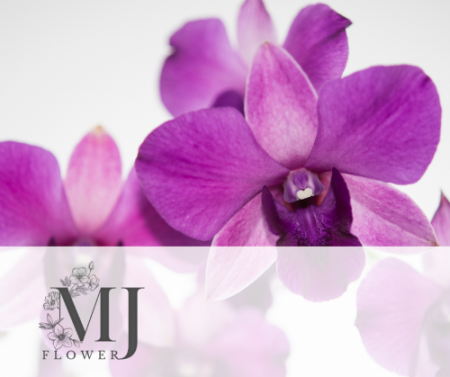 FMJ12_FB