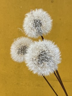 IMG_6079