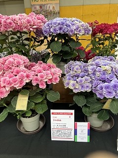IMG_6081