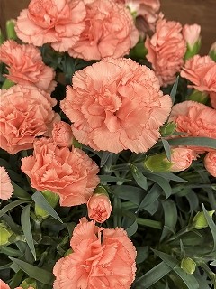IMG_6092
