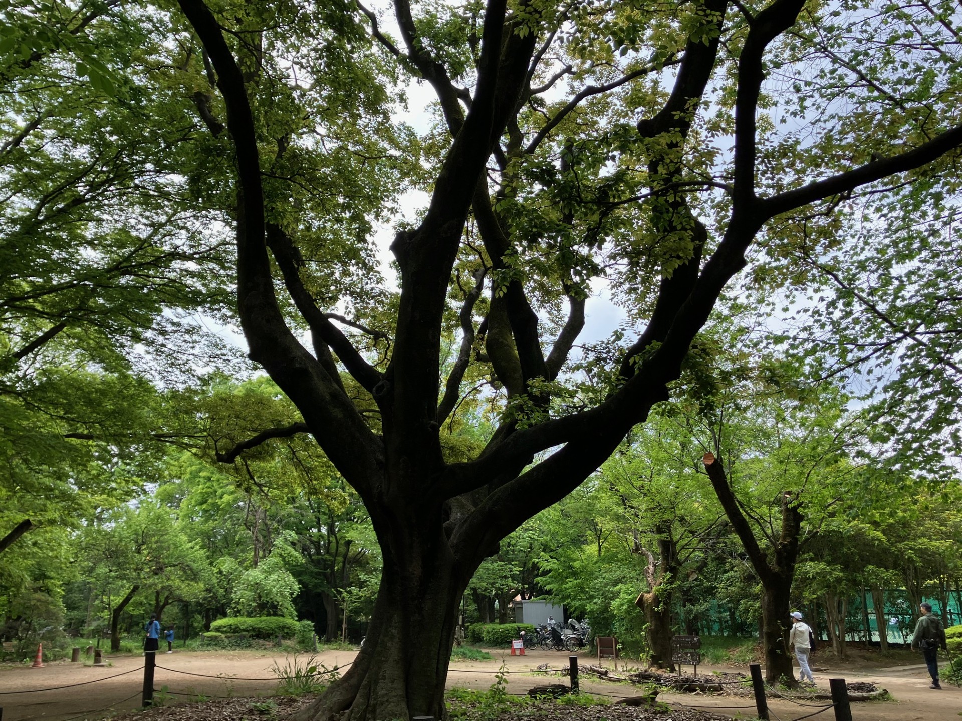TREE1
