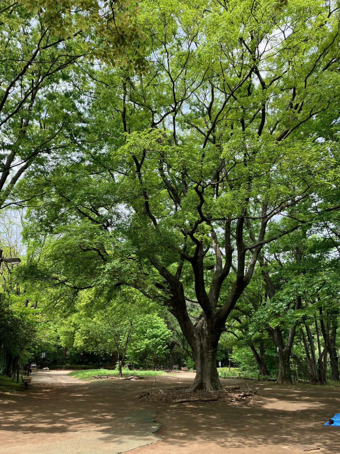 TREE2