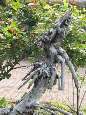 dragon3