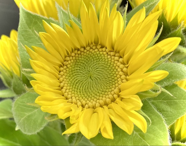 helianthus