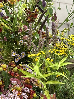 20250903六合村草花4