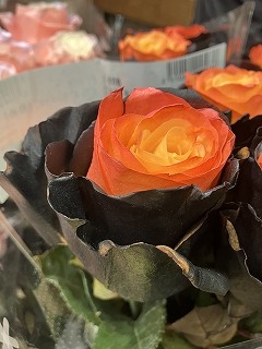 IMG_6893