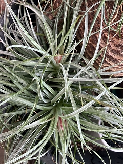 20260331ストリクタ