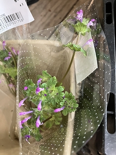 20260330ﾎﾄｹﾉｻﾞ②