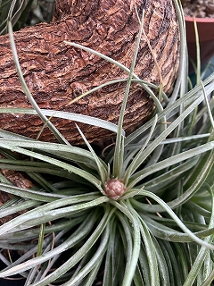 20260331ストリクタ2