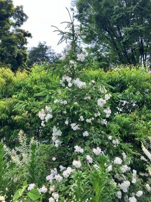 rosegarden05