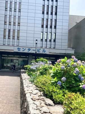 アジサイの新名所