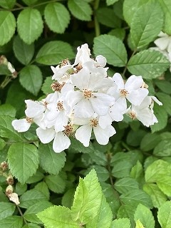 IMG_8955
