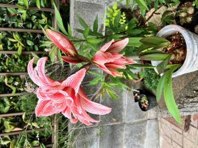 hippeastrum