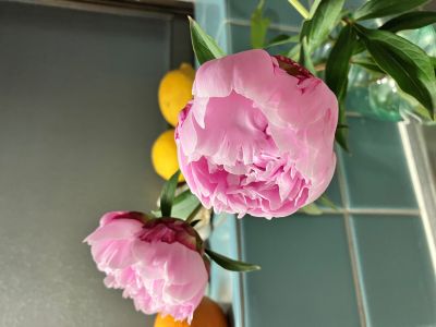 paeonia