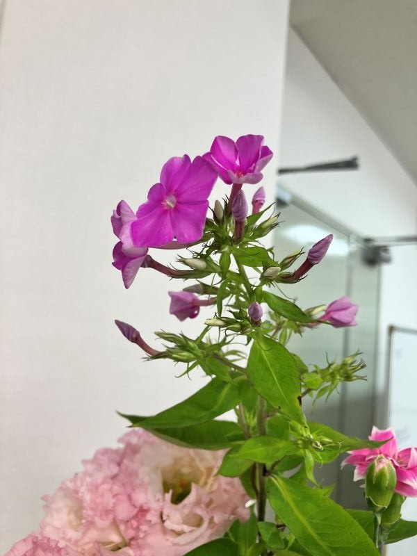 フロックス