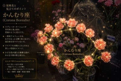 カーネの画像02