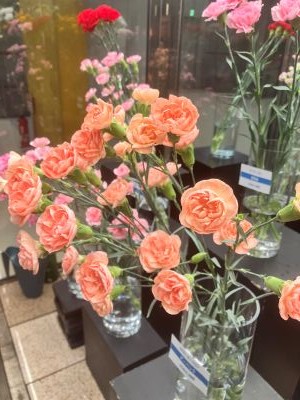カーネの画像
