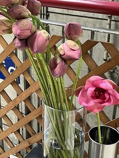 IMG_9595