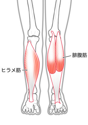 ふくらはぎ
