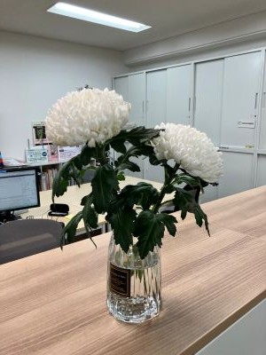 菊活
