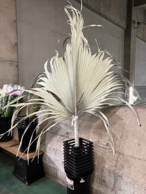 bismarkia1