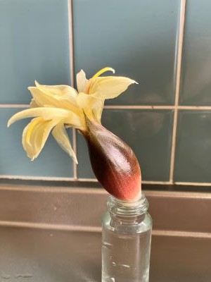 ミョウガ