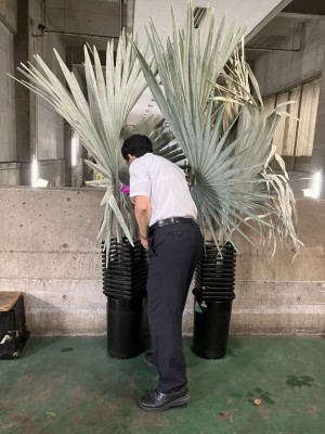 ビスマルキア202609_3